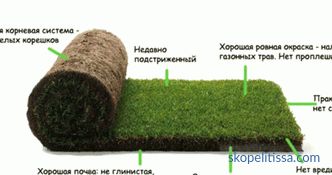 Iarba de gazon în rulouri, prețurile pentru iarba laminate, iarba gazon pentru a cumpara la Moscova