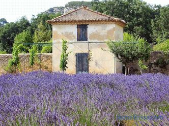Grădina stilului Provence - regulile de bază ale formării