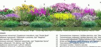 Floare de-a lungul gardului: regulile designului peisajului