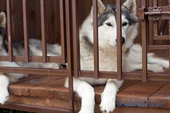 Aviara pentru huskies: cum să faci și unde să instalezi